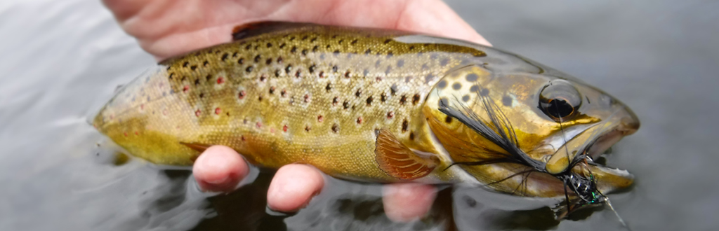 7 top tips on wet fly fishing