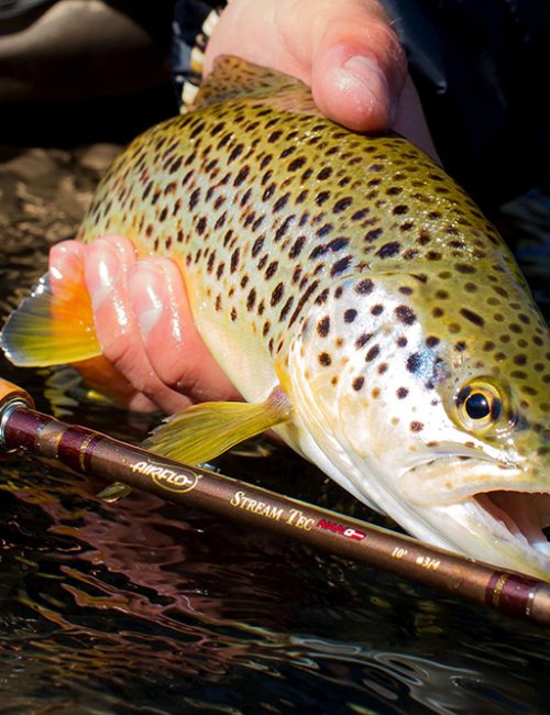 top 10 trout fishing tips