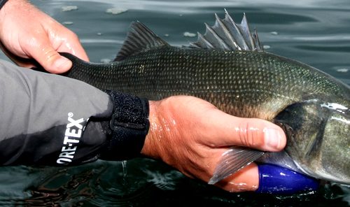 Fly fishing for Sea Bass