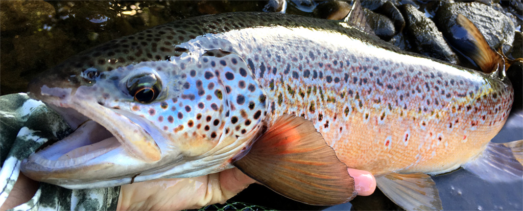 specimen trout
