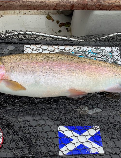 mentieth trout caught on Masterclass fluorocarbon leader