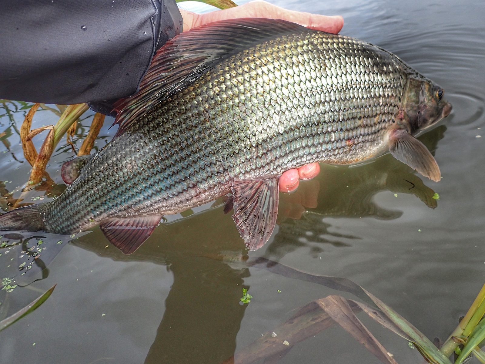 How to catch more Grayling this Winter - Fulling Mill Blog