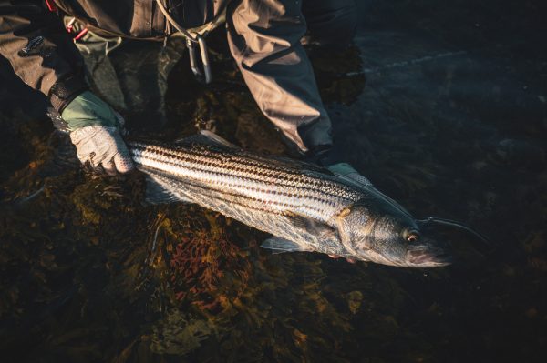 Top 10 Striped Bass Flies - Fulling Mill Blog