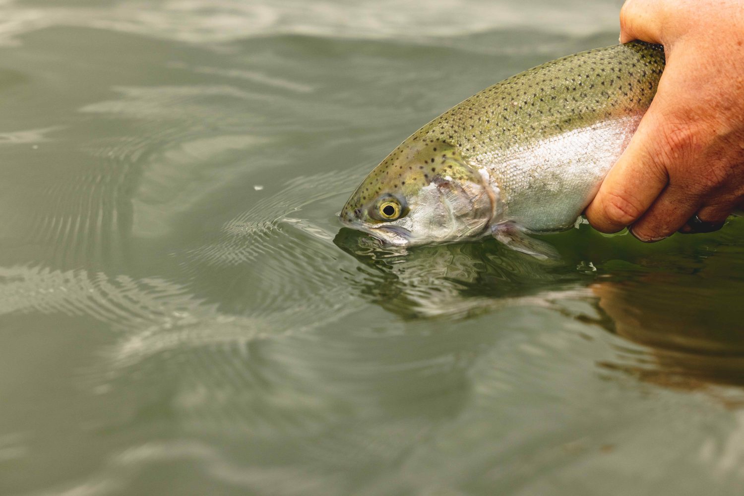 Try The Float-and-fly Technique For Still-water Trout - Trout