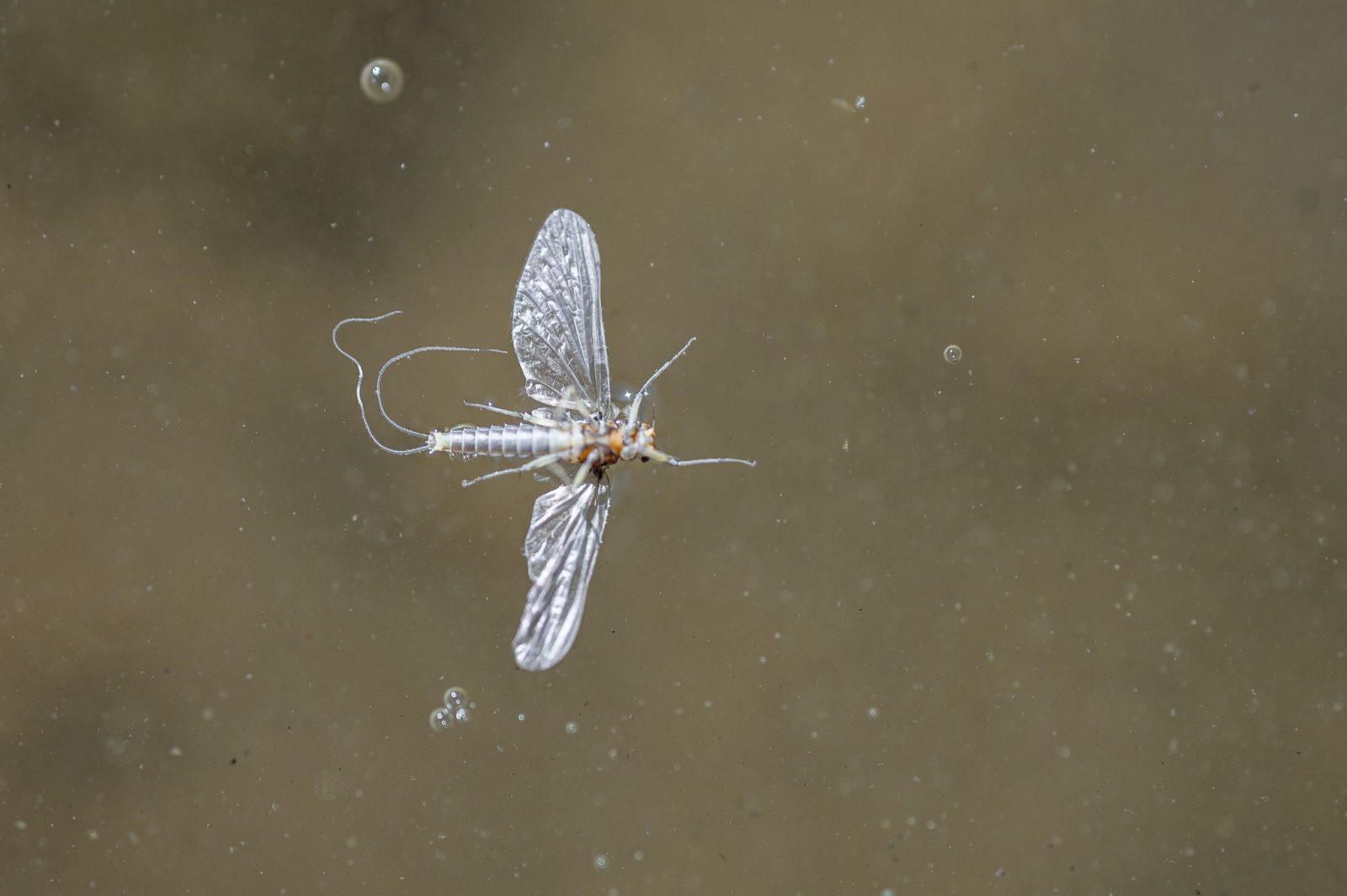 Match the Hatch Series: Baetis & Blue Winged Olives - Fulling Mill Blog